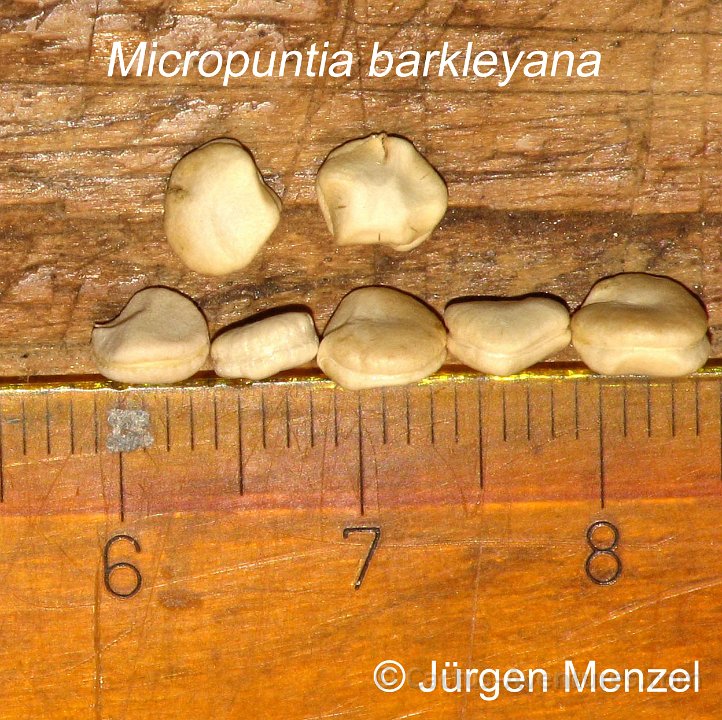 Micropuntia barkleyana JM IMG 1610